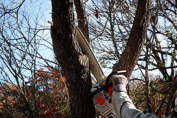 Certified Arborists at Cipres Tree Service